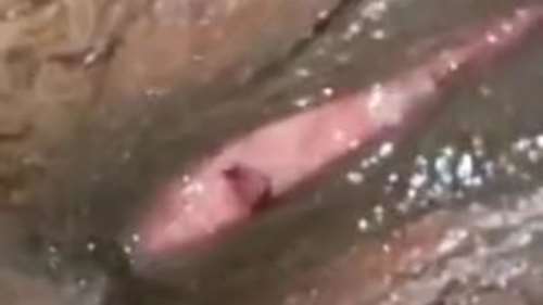 Муж лижет жене мулатке вагину и мокрый клитор